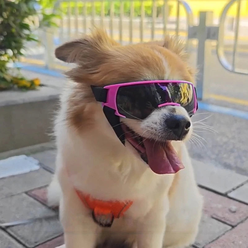Dog Summer Sunglasses 2024