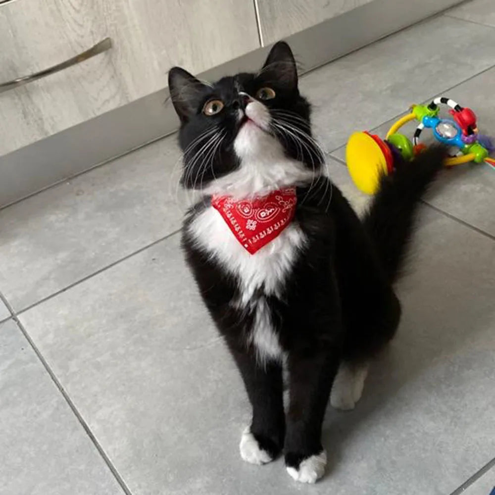 Puppy Cat Scarf Bandana 2024